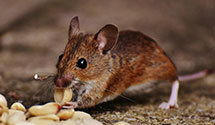24 Hour & Emergency Exterminators in Community New, VA